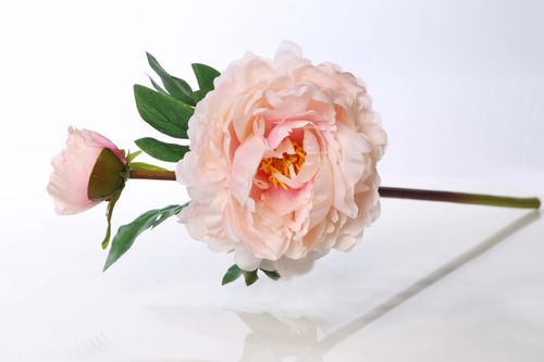 Blush pink Peony with bud